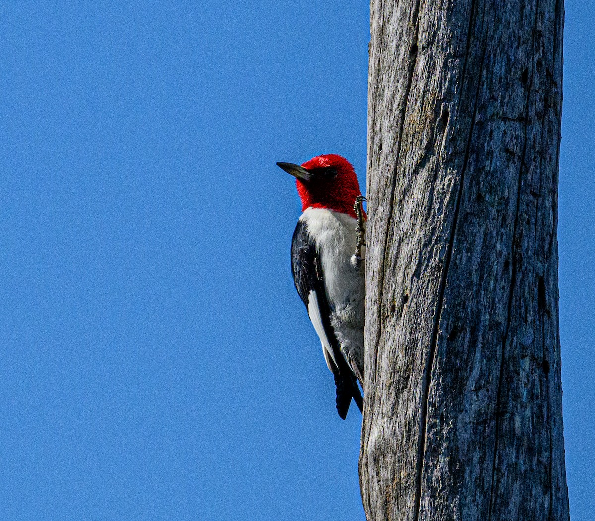 Red-headed Woodpecker - ML619744843