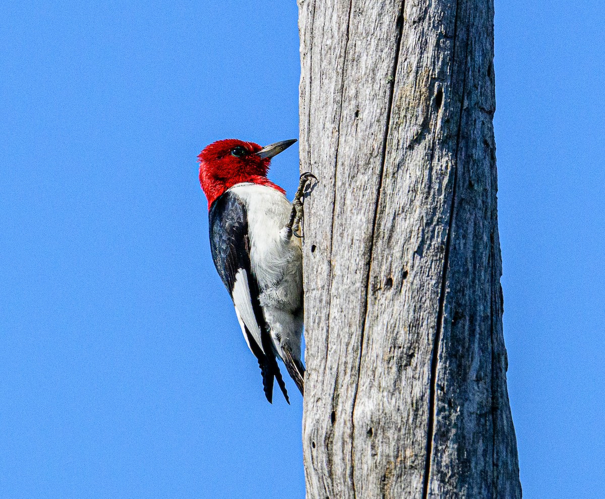 Red-headed Woodpecker - ML619744844