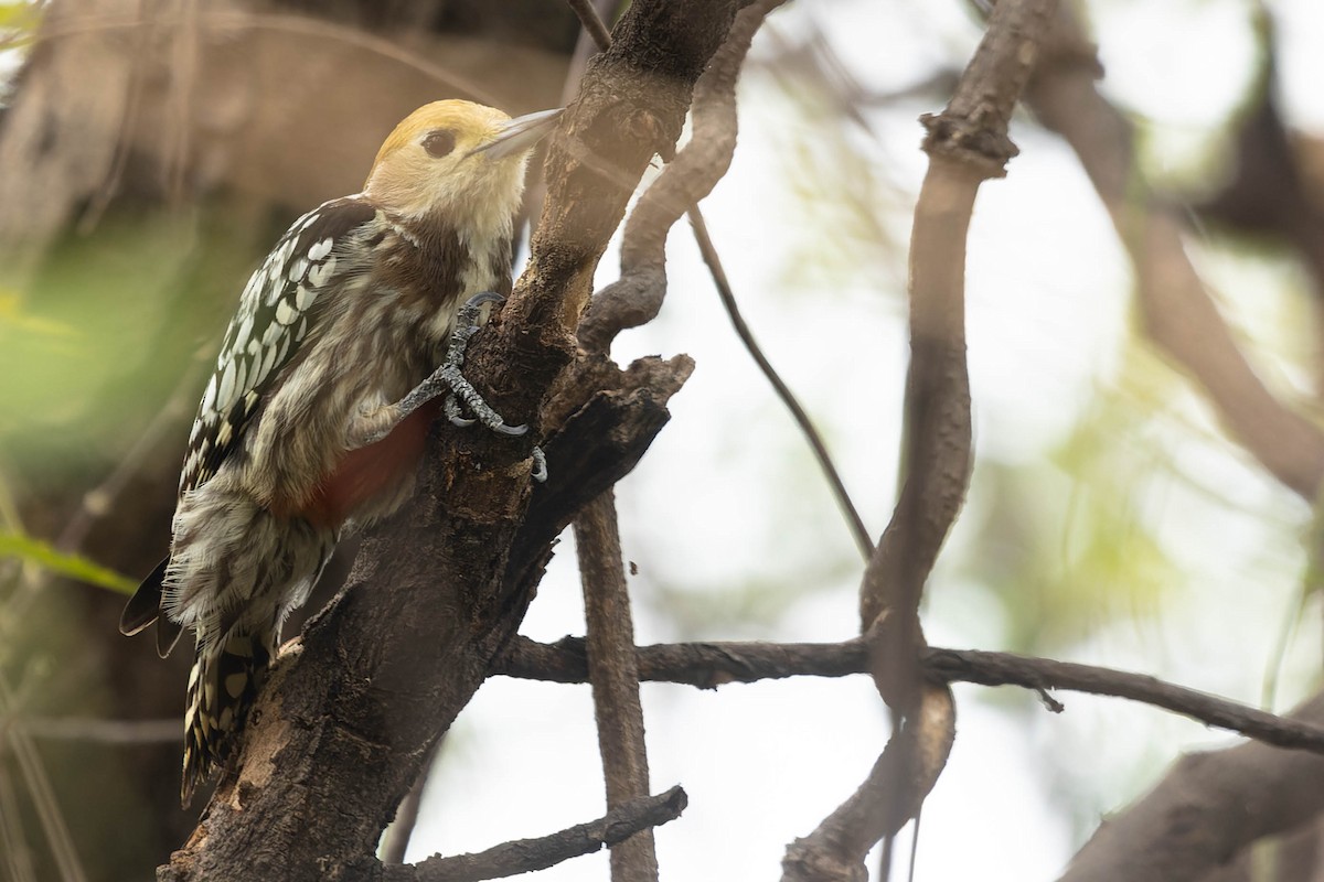 Yellow-crowned Woodpecker - ML619744846