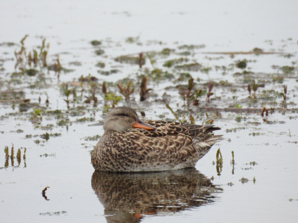 Green-winged Teal - ML619744862