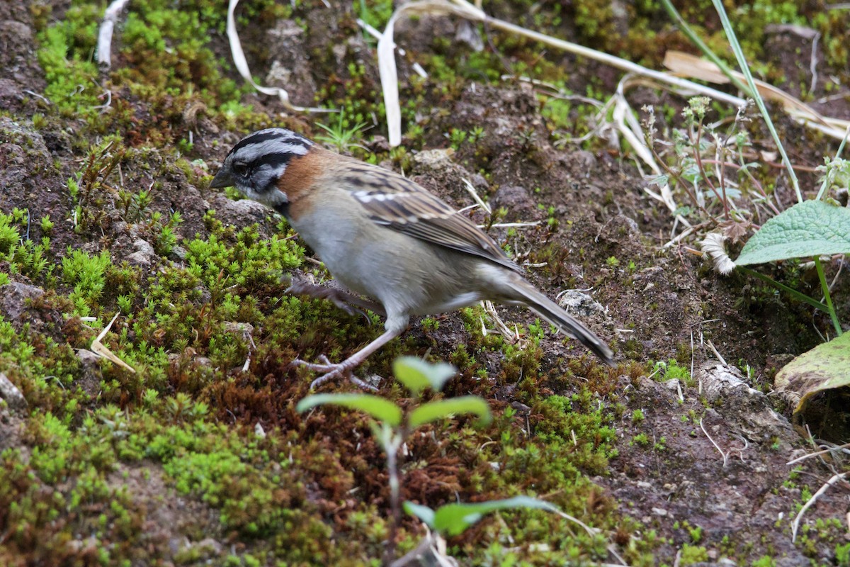 Rufous-collared Sparrow - ML619744866