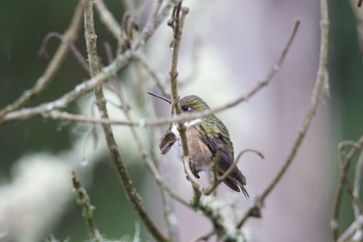 Scintillant Hummingbird - ML619744910