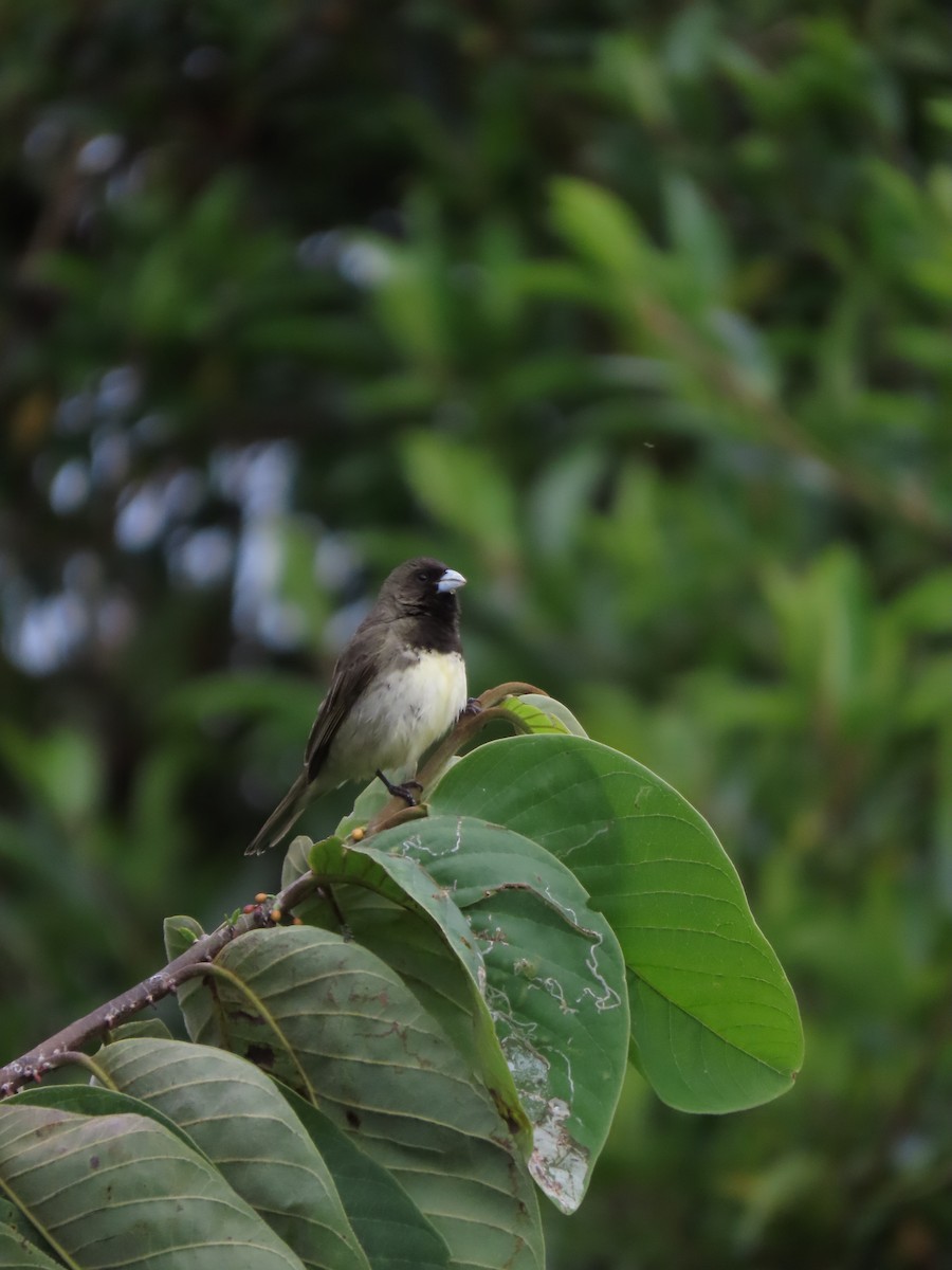 Yellow-bellied Seedeater - ML619744928