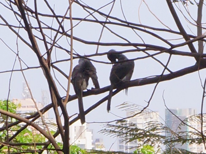 Indian Gray Hornbill - ML619744964
