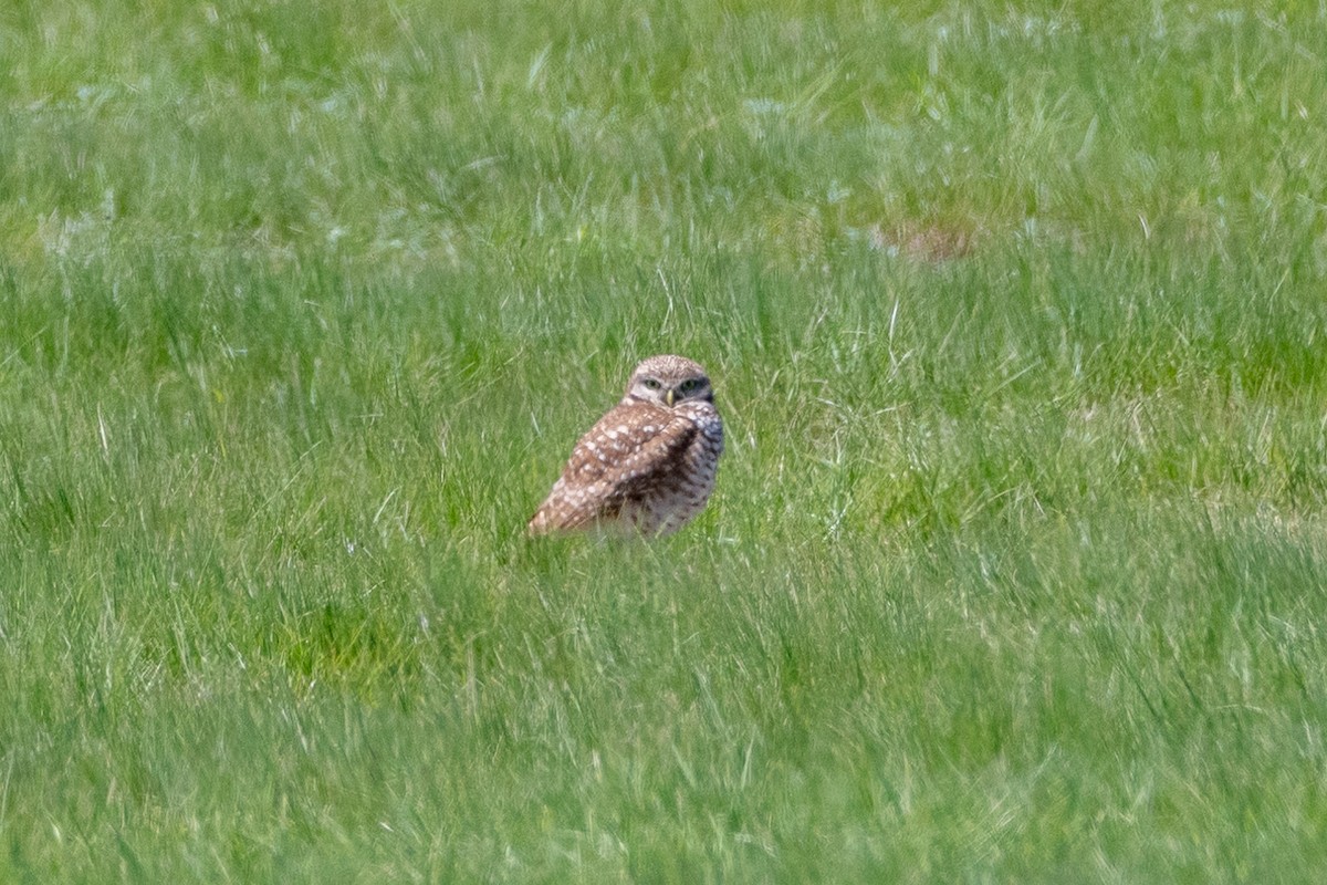 Burrowing Owl - ML619744967