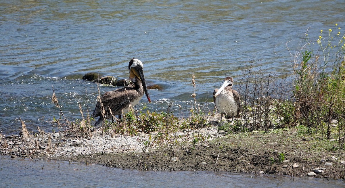 pelikán hnědý - ML619744991