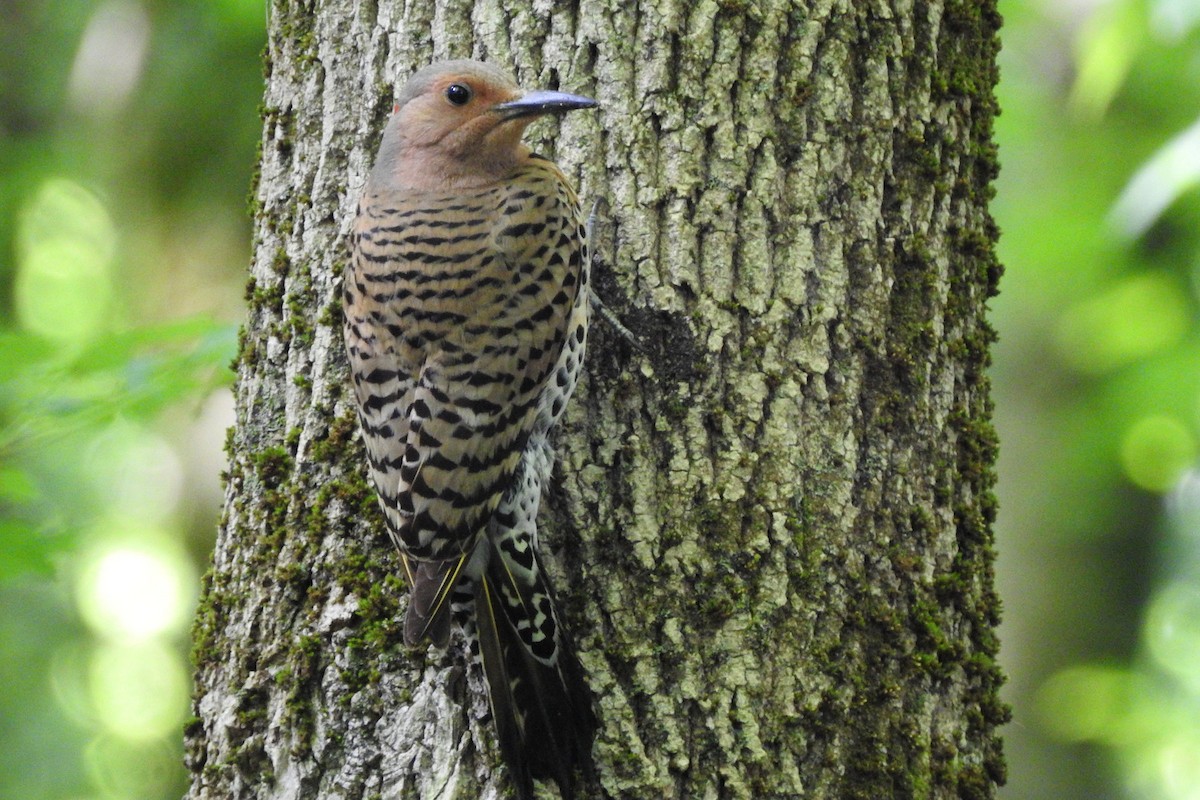 Northern Flicker (Yellow-shafted) - ML619745001