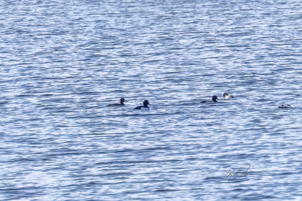 Greater Scaup - ML619745029