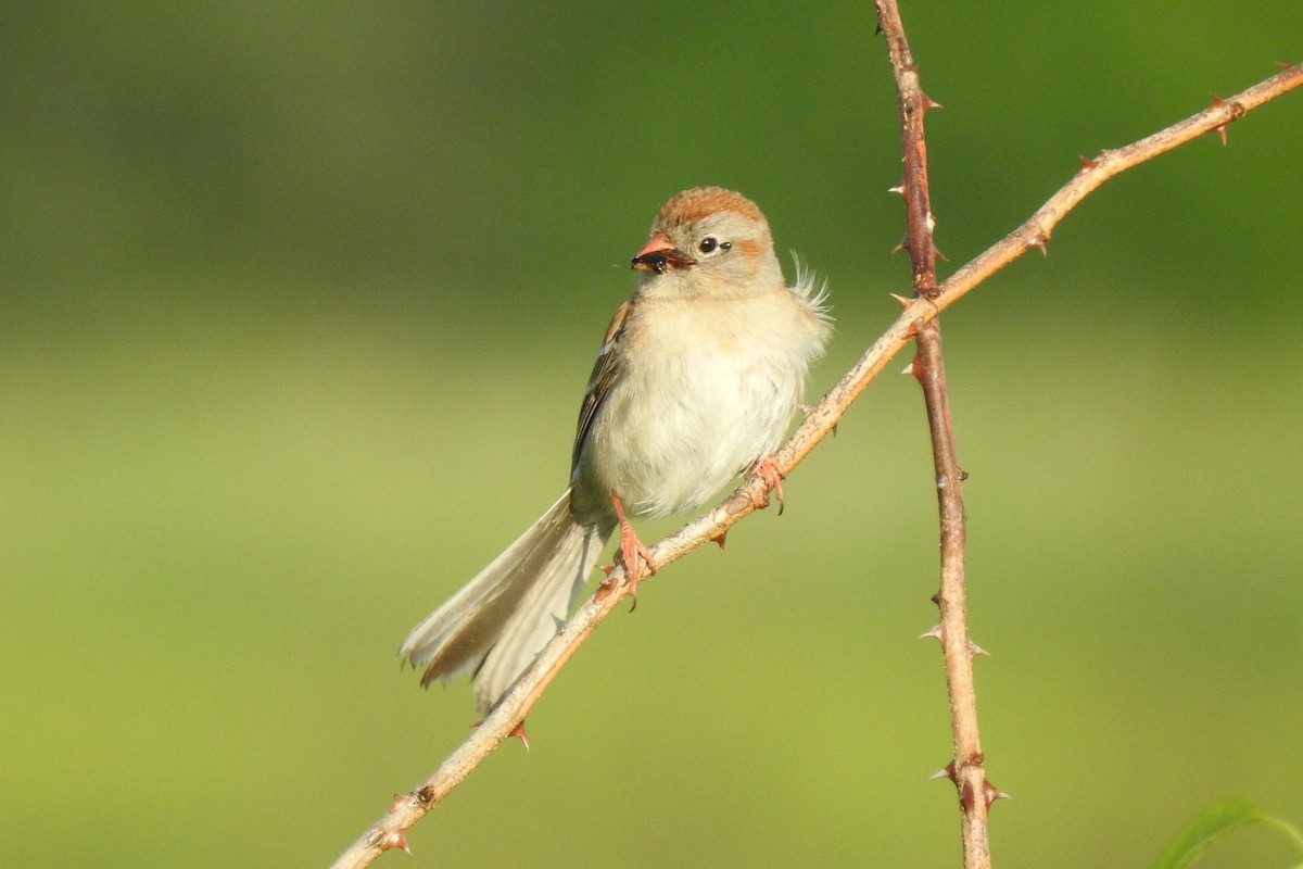 Field Sparrow - ML619745100