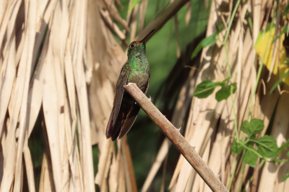 Rufous-tailed Hummingbird - ML619745115