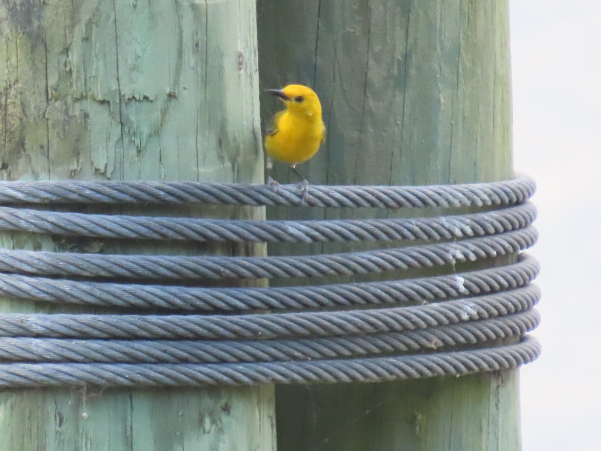 Prothonotary Warbler - ML619745159