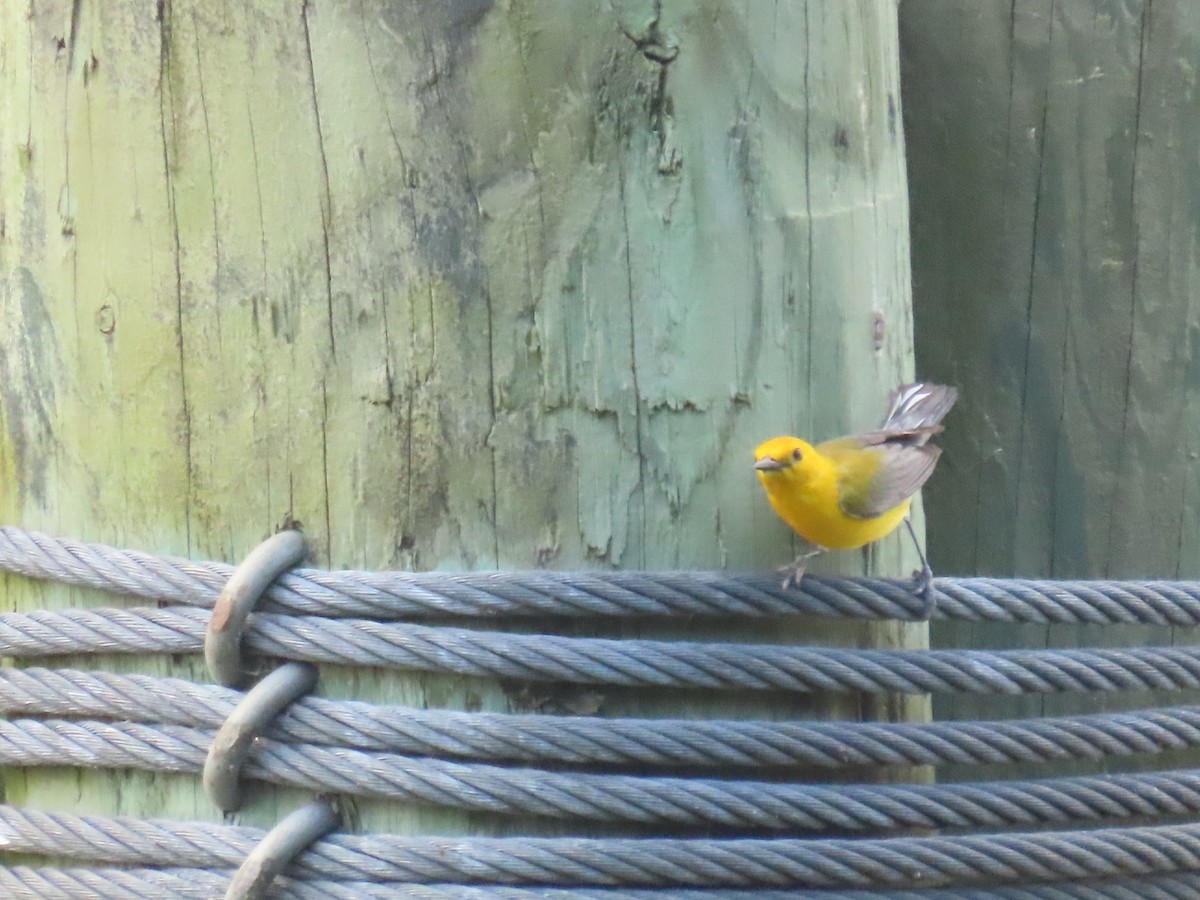 Prothonotary Warbler - ML619745160