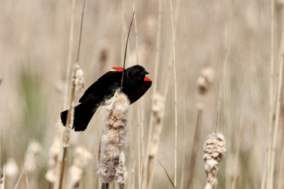 Red-winged Blackbird - ML619745165