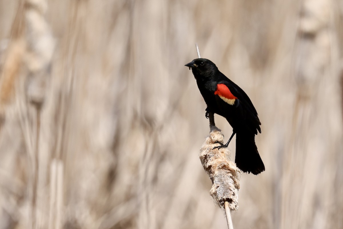 Red-winged Blackbird - ML619745166