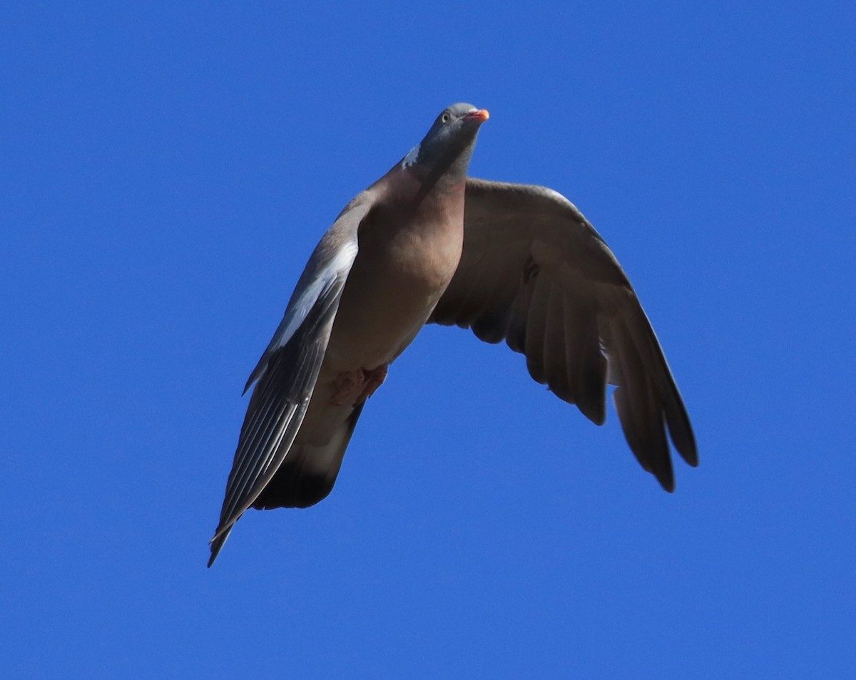 Common Wood-Pigeon - ML619745167