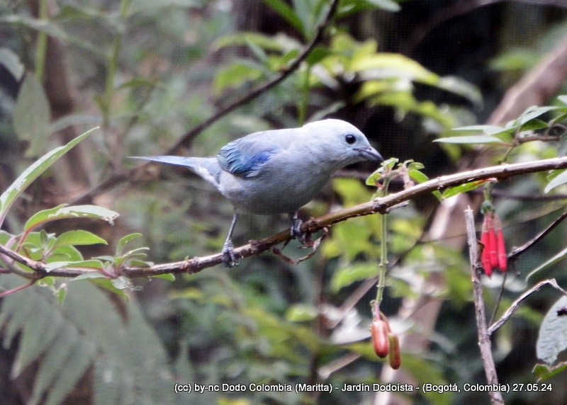 Blue-gray Tanager - ML619745172