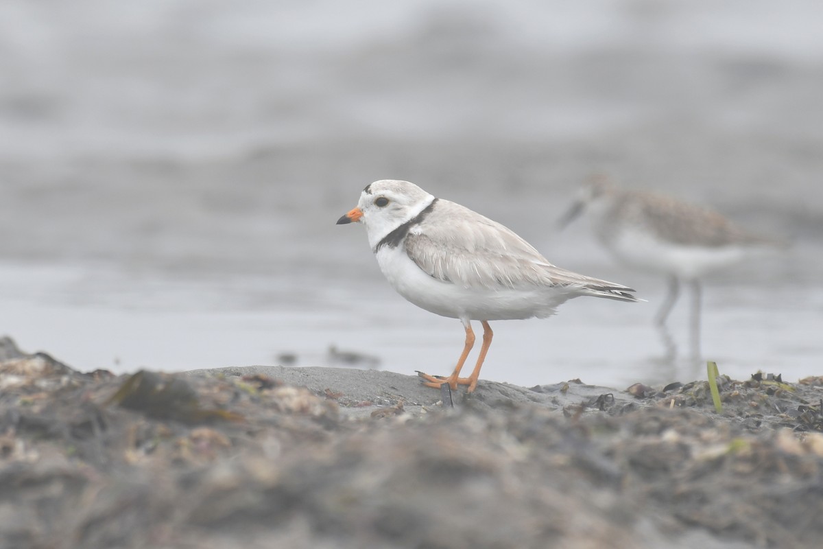 Piping Plover - ML619745173