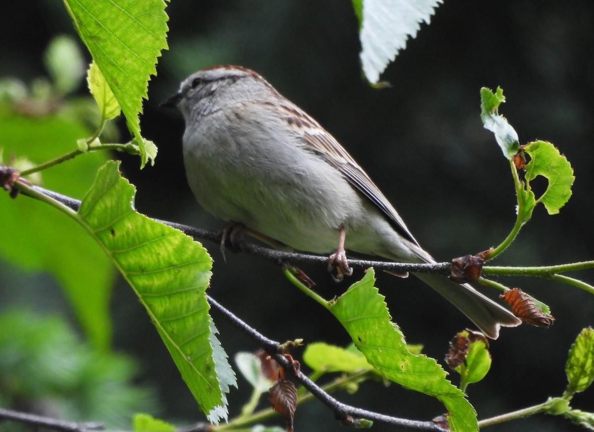 Chipping Sparrow - ML619745245