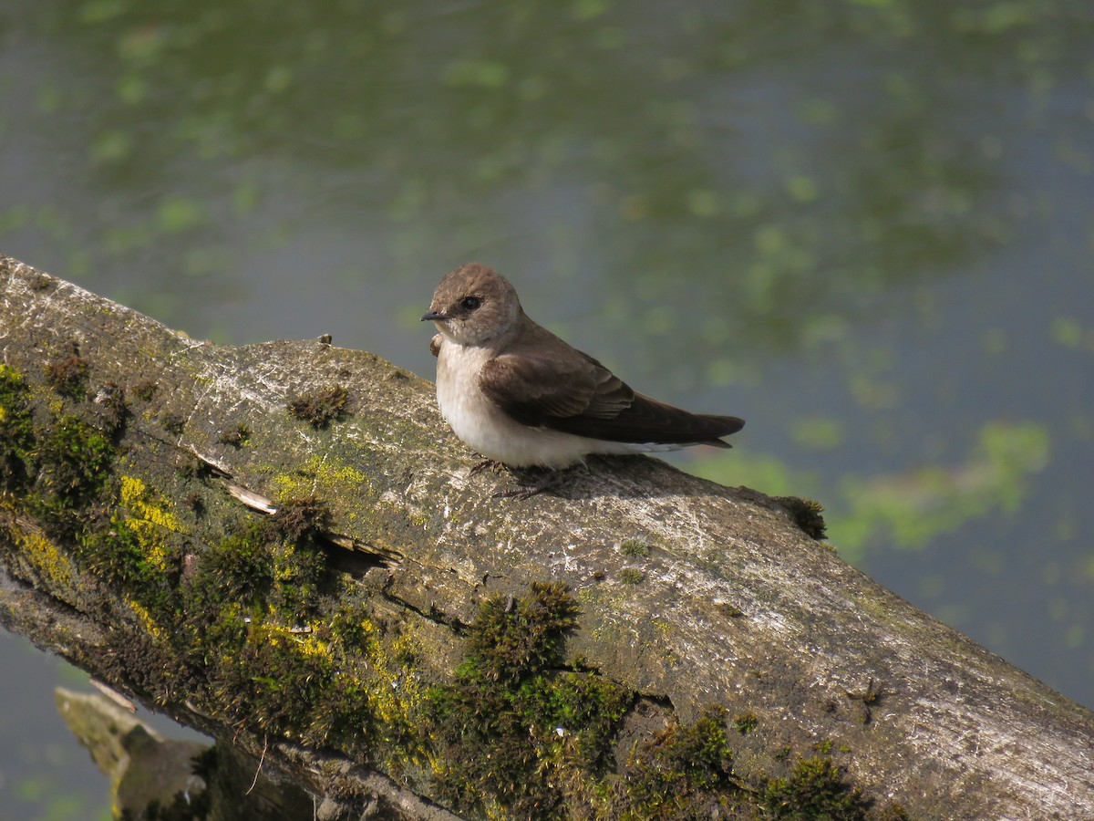 Northern Rough-winged Swallow - ML619745290