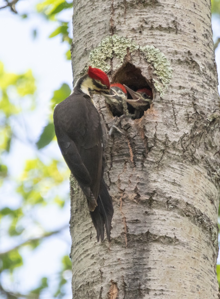 Pileated Woodpecker - ML619745316