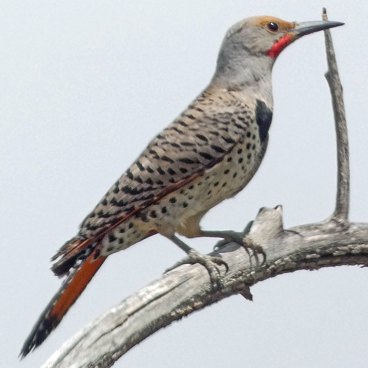 Northern Flicker (Red-shafted) - ML619745349