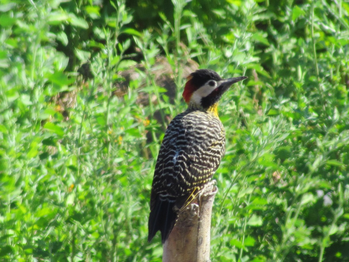 Green-barred Woodpecker - ML619745422