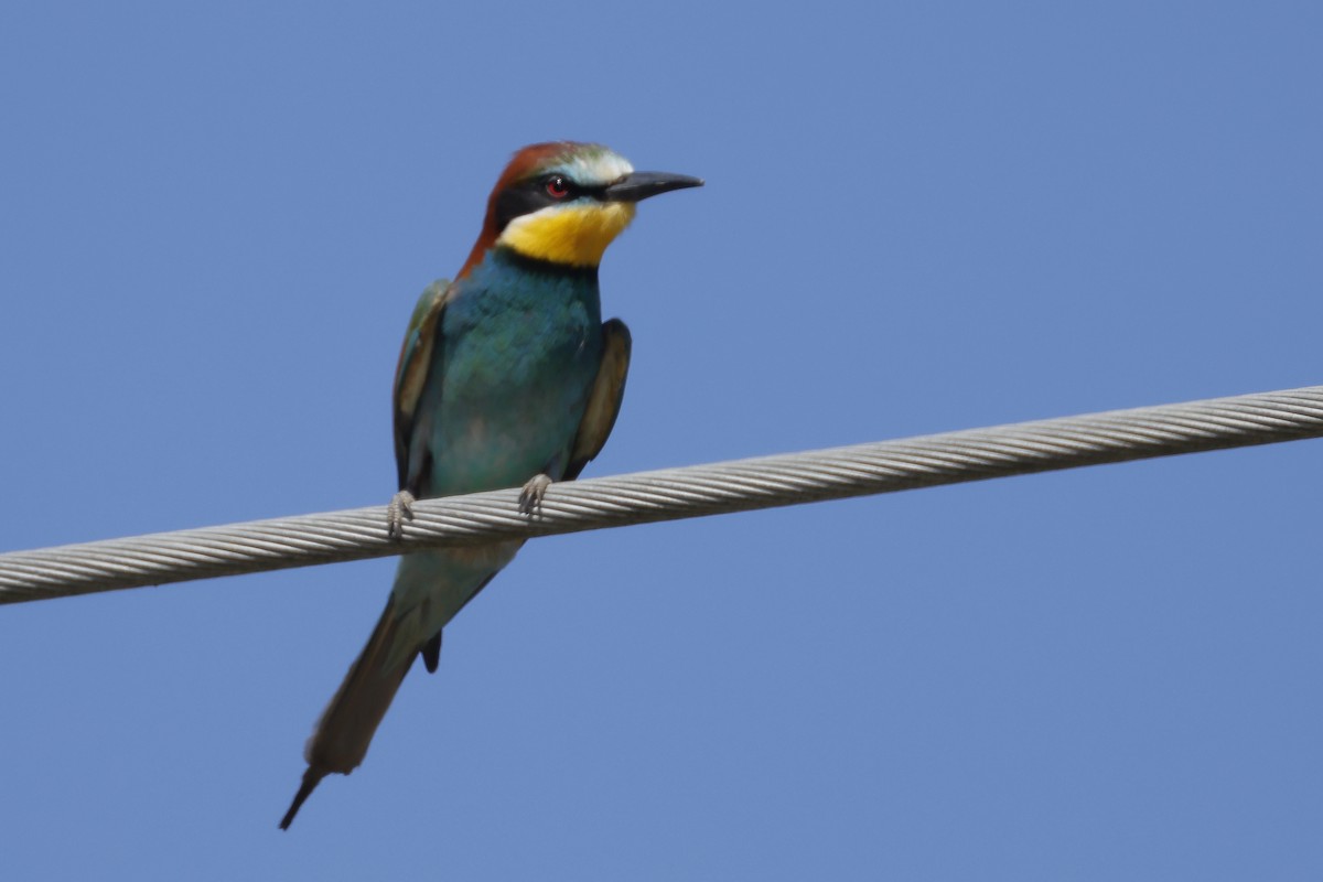 European Bee-eater - ML619745442