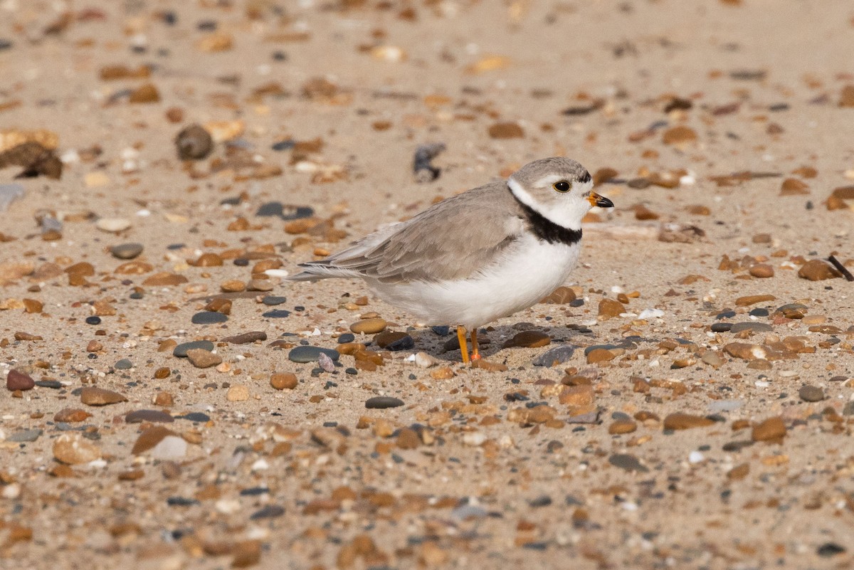 Piping Plover - ML619745490