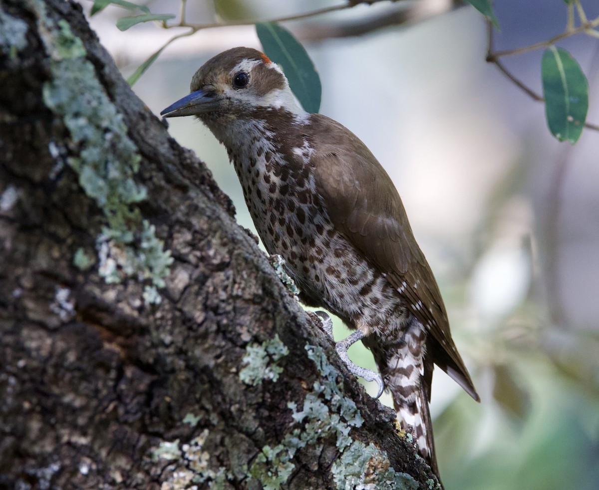 Arizona Woodpecker - ML619745491