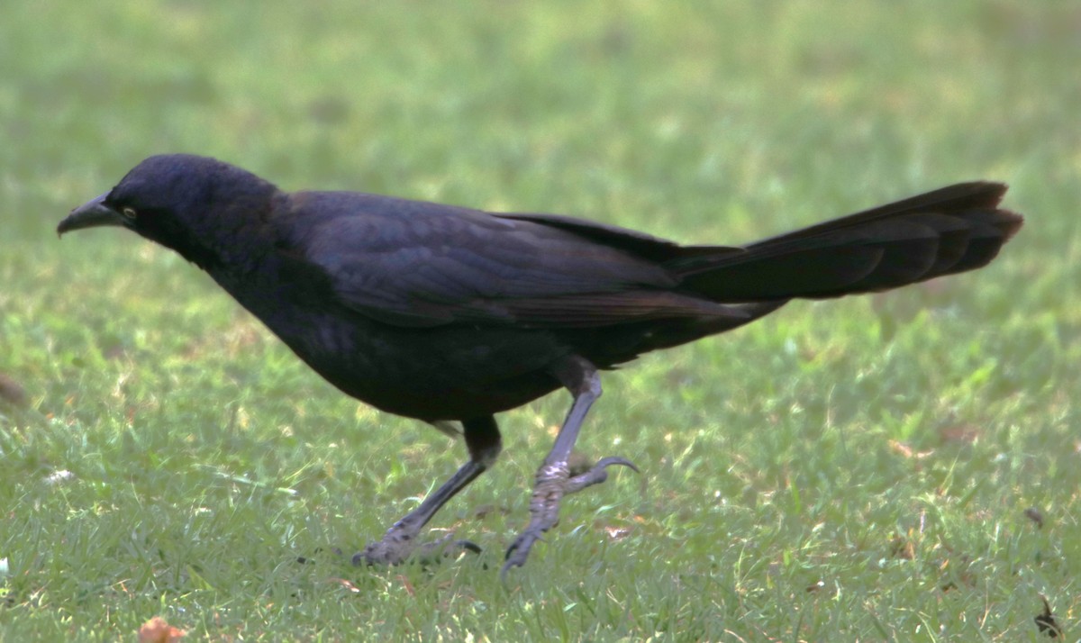 Great-tailed Grackle - ML619745522