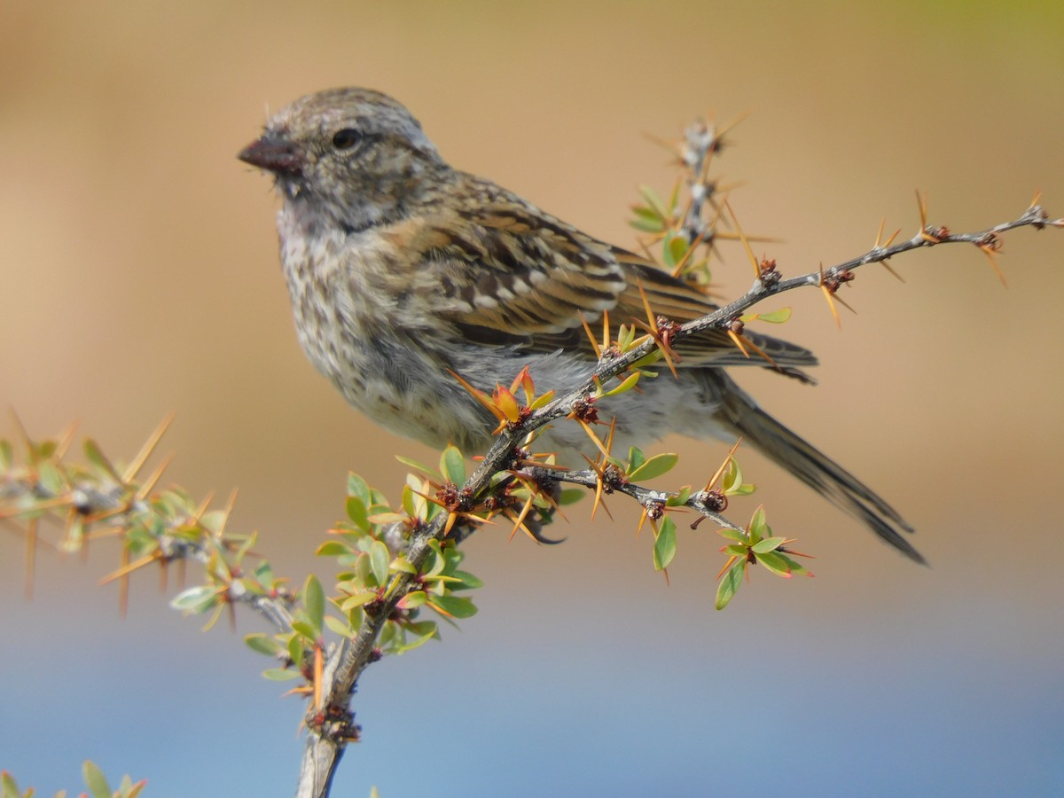 Rufous-collared Sparrow - ML619745542