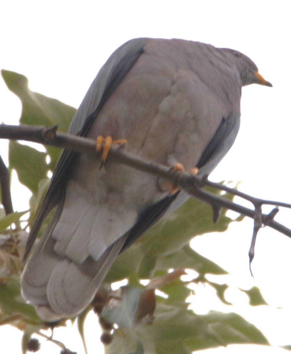 Band-tailed Pigeon - ML619745544