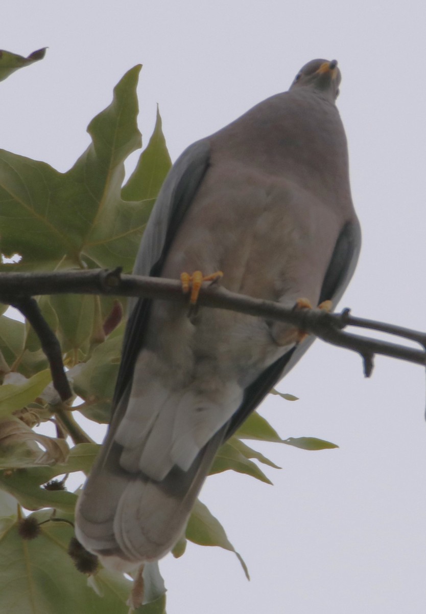 Band-tailed Pigeon - ML619745545