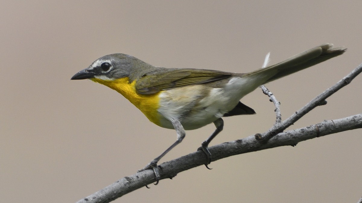 Yellow-breasted Chat - ML619745546