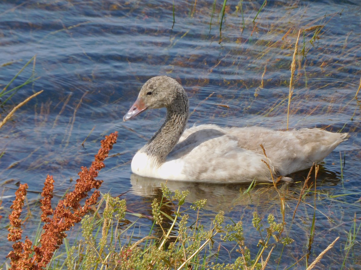 Black-necked Swan - ML619745577
