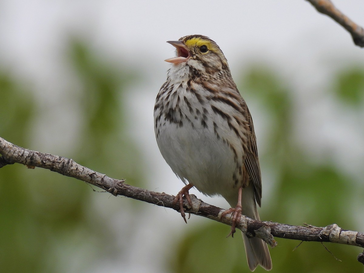 Savannah Sparrow - ML619745628