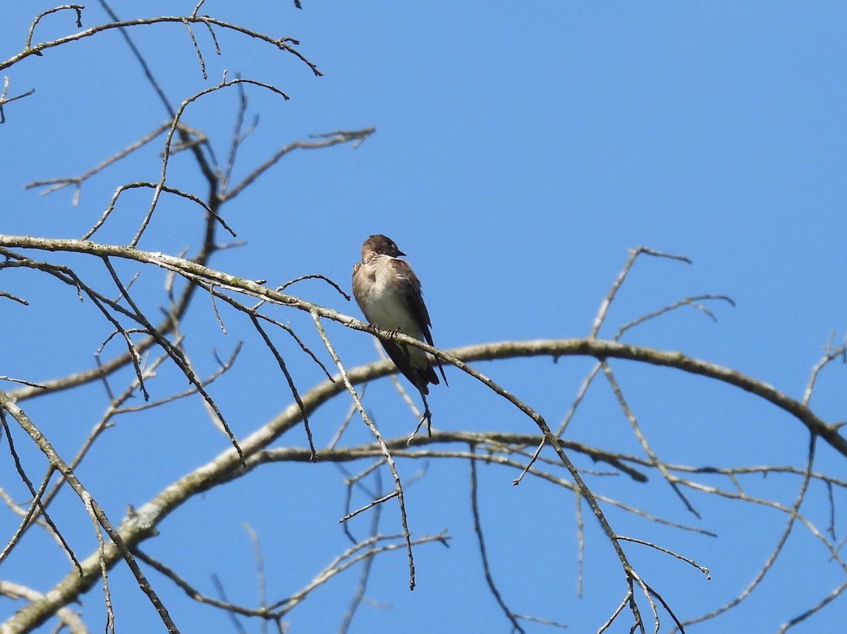 Northern Rough-winged Swallow - ML619745629