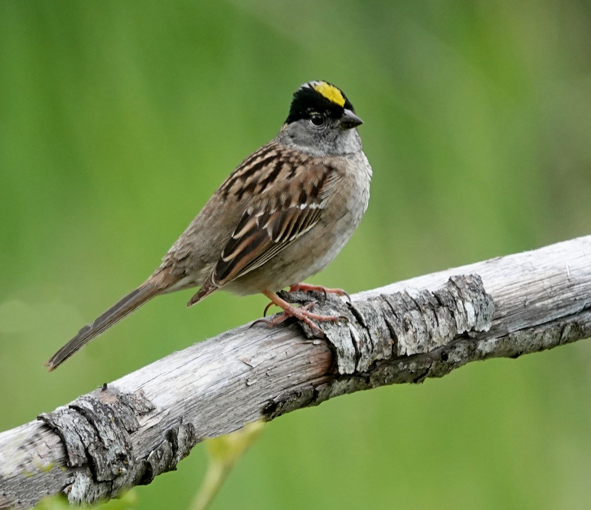 Golden-crowned Sparrow - ML619745635
