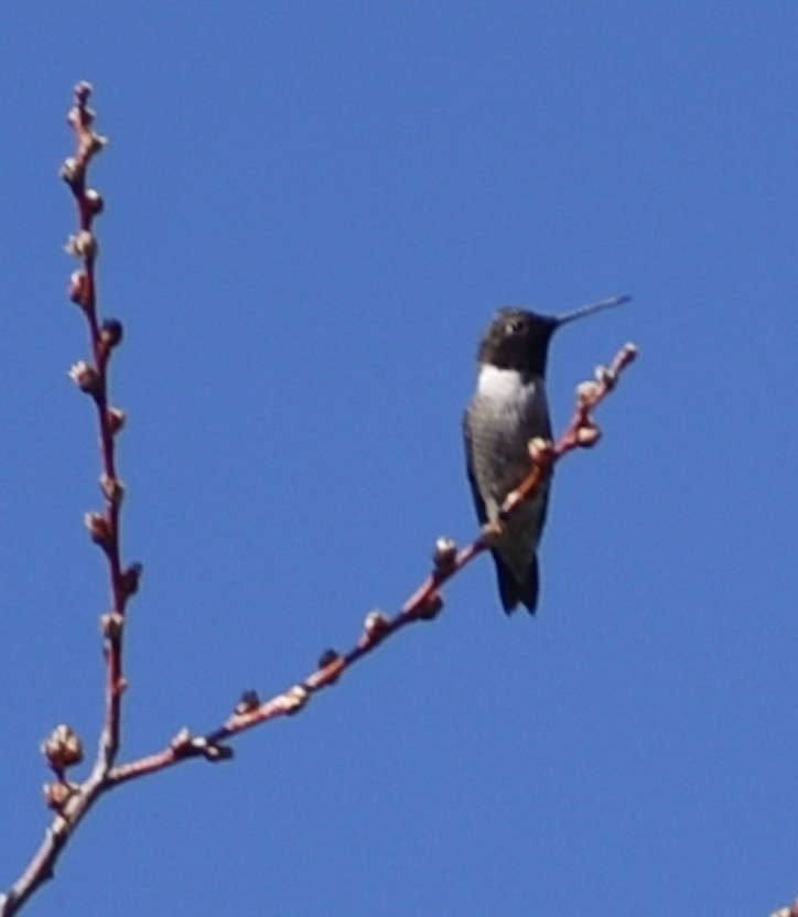Black-chinned Hummingbird - ML619745654