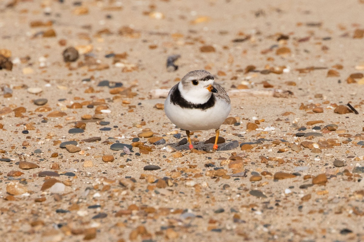 Piping Plover - ML619745670