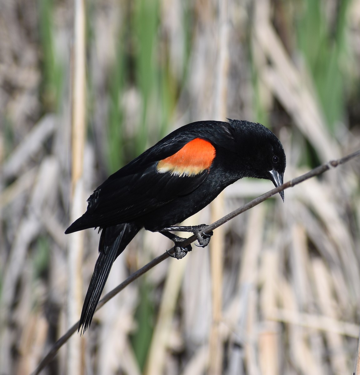 Red-winged Blackbird - ML619745747