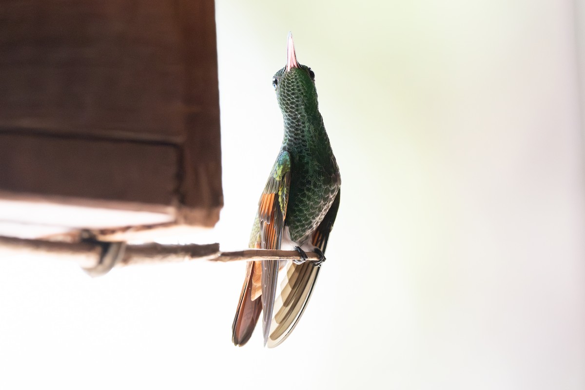 kolibřík mexický - ML619745784