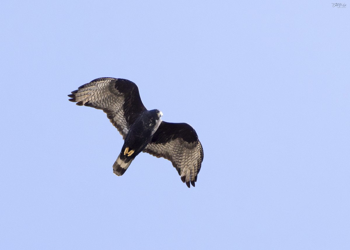 Zone-tailed Hawk - ML619745788