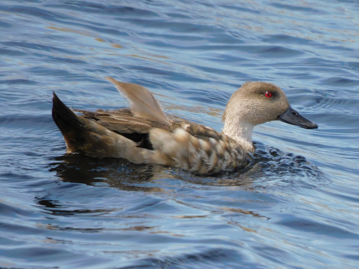 Crested Duck - ML619745805