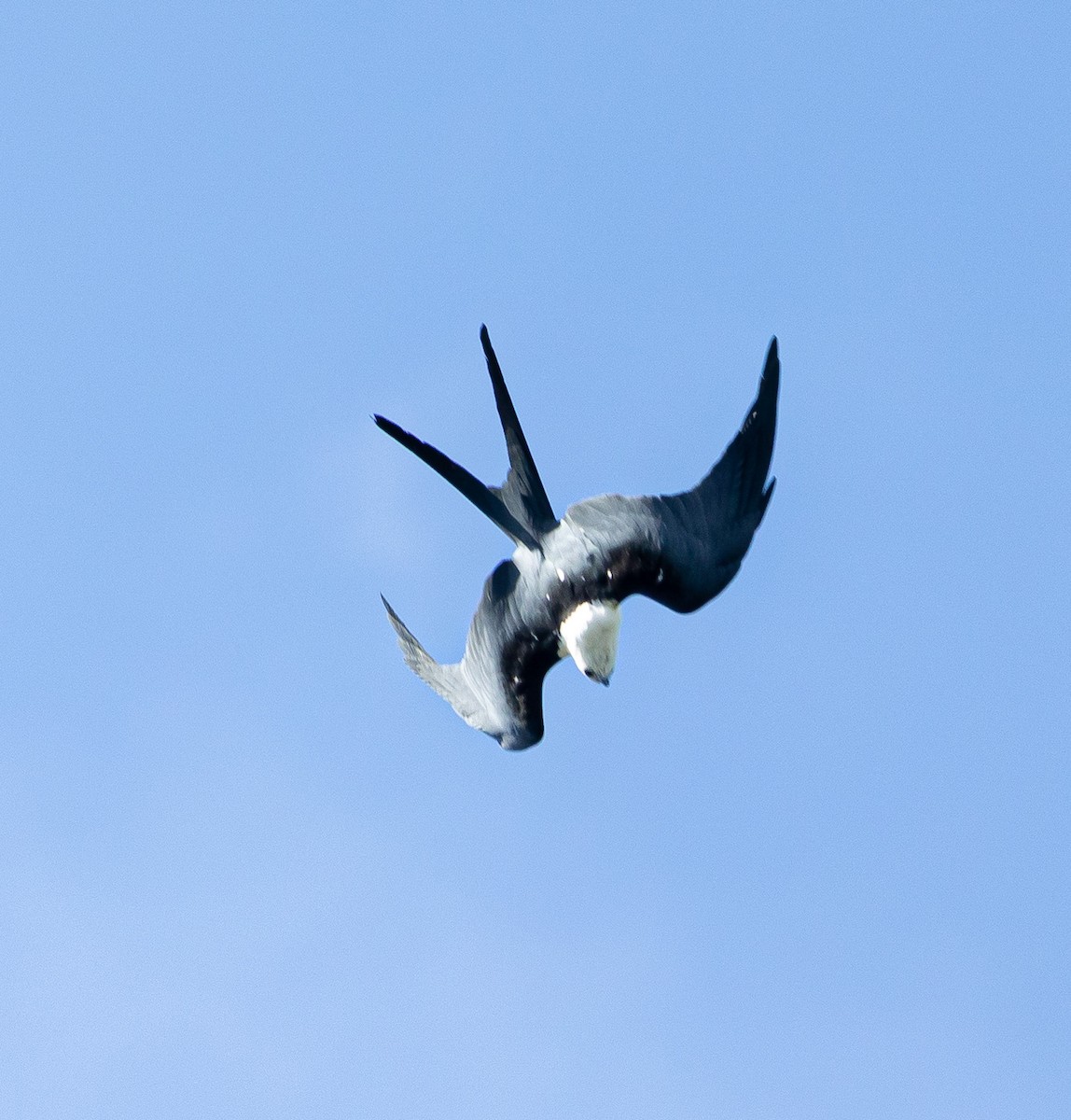 Swallow-tailed Kite - ML619745842