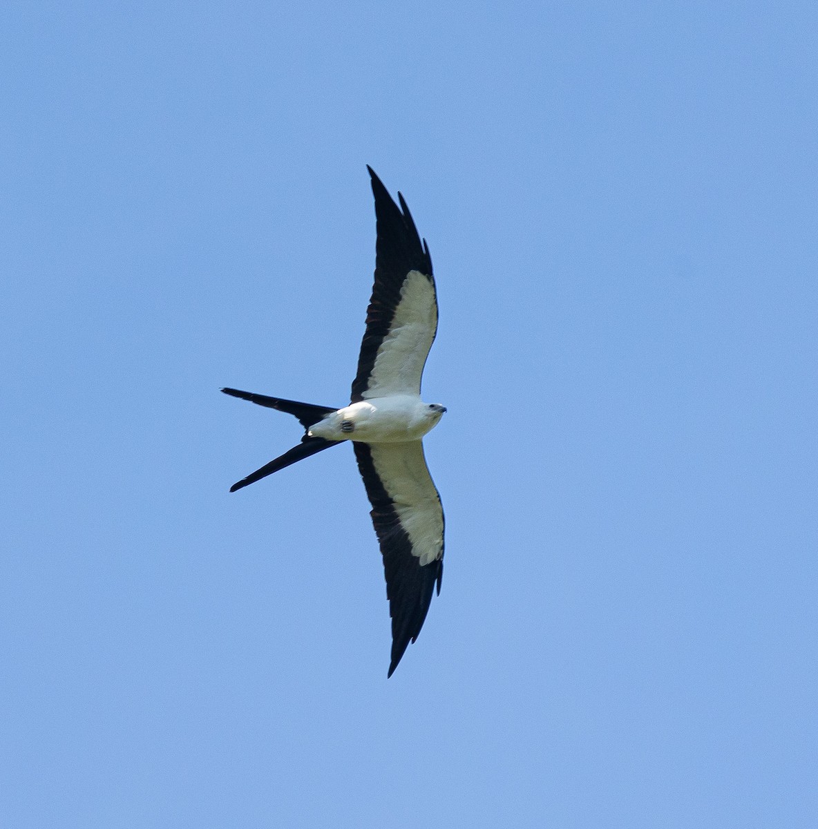 Swallow-tailed Kite - ML619745843