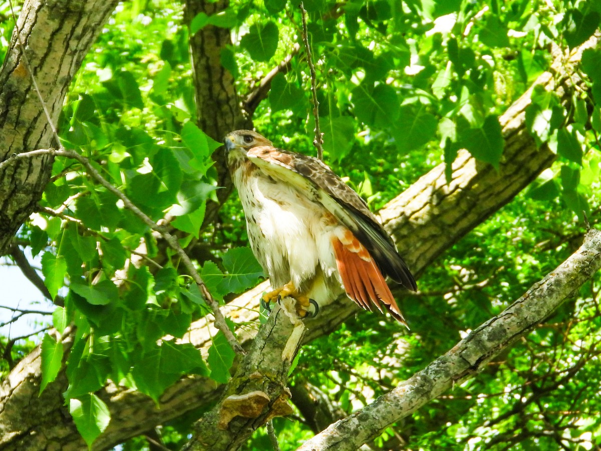 Red-tailed Hawk - ML619745859
