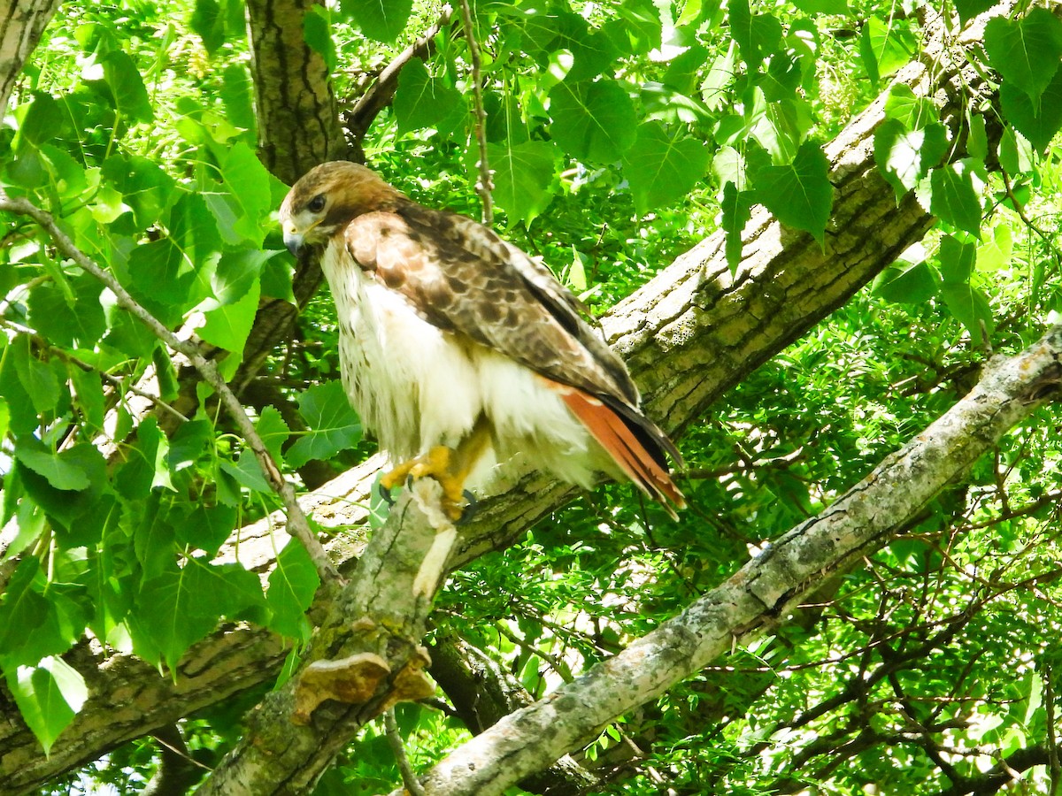 Red-tailed Hawk - ML619745860