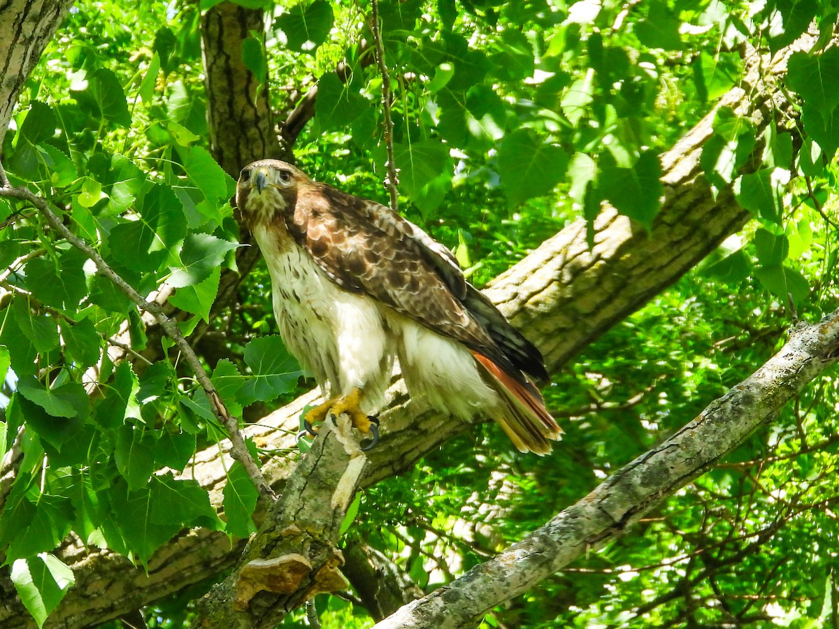 Red-tailed Hawk - ML619745862