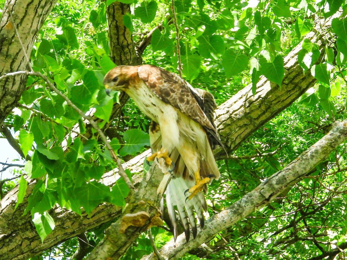 Red-tailed Hawk - ML619745866